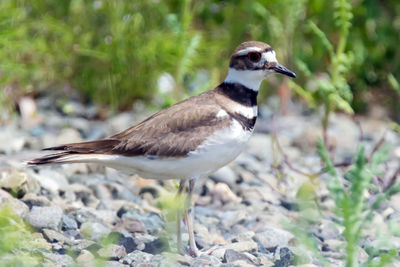 Close-up of bird perching on a field