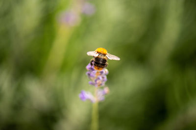 Close-up of bee pollinating on purple flower