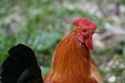Close-up of rooster