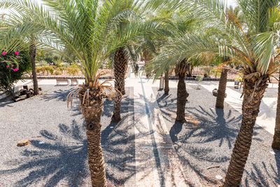 Palm trees on beach