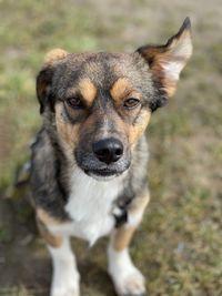 Close-up portrait of dog standing on field