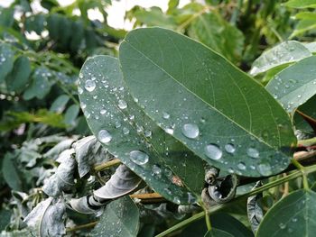 Close up of leaves