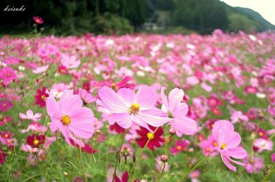 Close-up of pink flower blooming in field