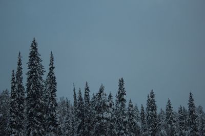 Trees against clear sky during winter