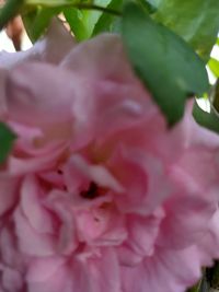 Close-up of pink rose