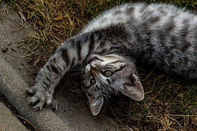 High angle view of a cat resting