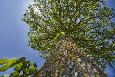 Low angle view of tree against clear sky