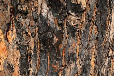 Full frame shot of rocks on tree