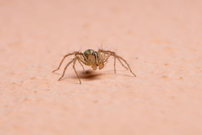 Close-up of spider