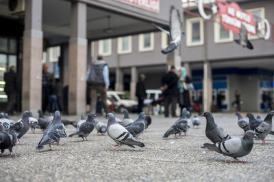 Pigeons on birds