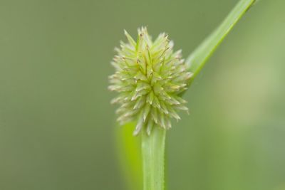 Close-up of white flower buds