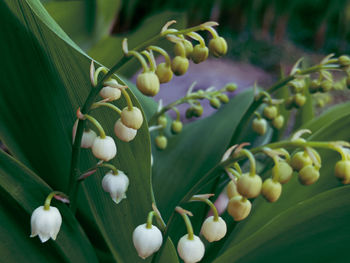 Close-up of berries growing on plant