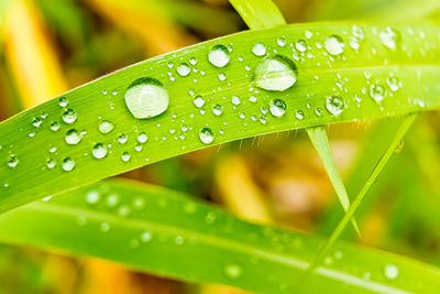 Close-up of water drops on leaf