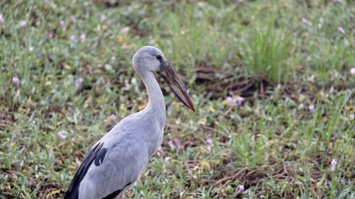 Close-up of a bird on field