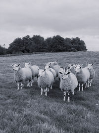 Sheep in a field