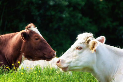 Cows in a field