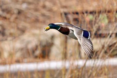 Close-up of a bird flying