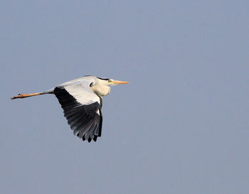 Bird flying in the sky