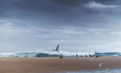 View of birds on land against sky