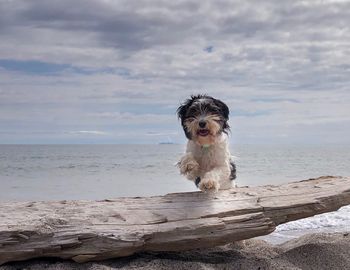 Dog on beach jumping driftwood log