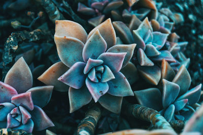 Close-up of succulent plant