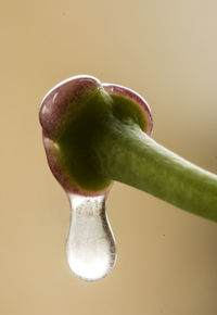 Close-up of drink over white background