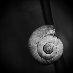 snail