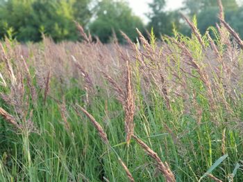 Close-up of stalks in field