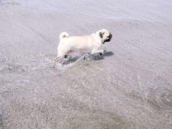 High angle view of dog walking on beach