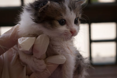 Close-up of cat looking away at home