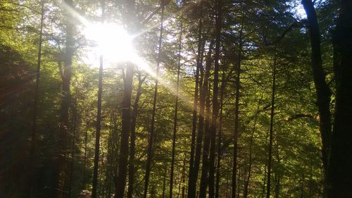 Sunlight streaming through trees in forest