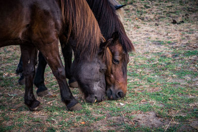 Horse grazing in a field