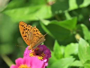 Close-up of butterfly pollinating on flower