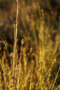 Close-up of wheat growing on field