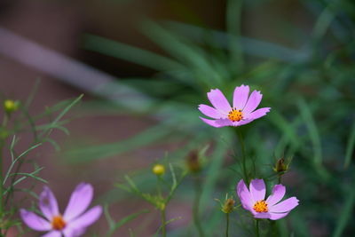 Close-up of pink crocus flower