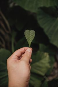 Close-up of hand holding leaf