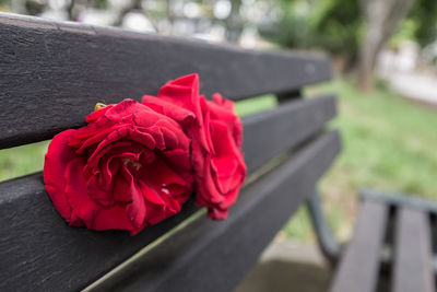 Close-up of red rose on table