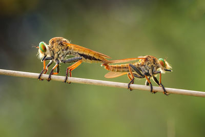 Close-up of insects mating on twig