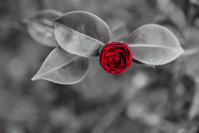 Close-up of rose against blurred background