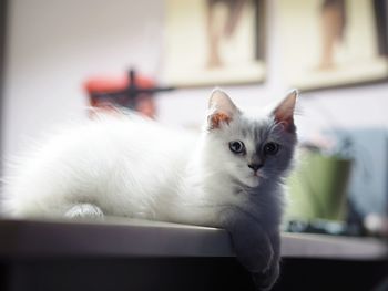 Portrait of white cat resting on table