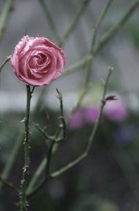 Wet rose blooming outdoors