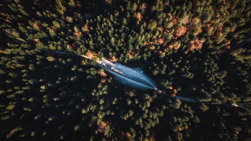 High angle view of fish swimming in sea