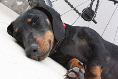 Close-up of a dog resting