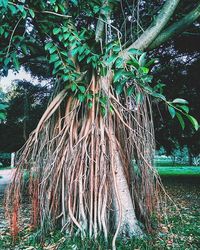 Plants growing on tree