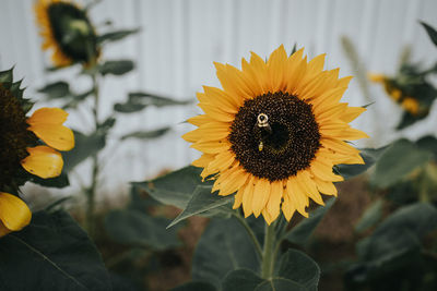 Close-up of bee on sunflower