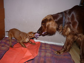 Cocker spaniel and puppy pulling fabric at home