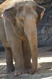 Close-up of elephant