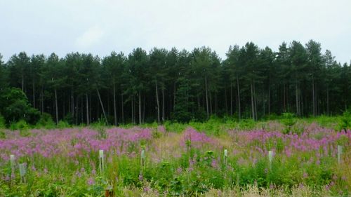 Plants growing on field