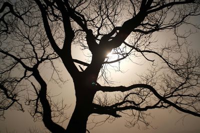 Bare trees against sky at sunset