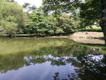 Scenic view of lake in forest